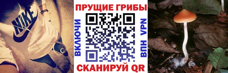 Псилоцибиновые грибы Magic Shrooms  Купить закладки  Сухой Лог 